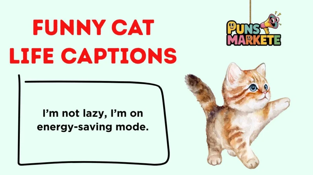 Funny Cat Life Captions
